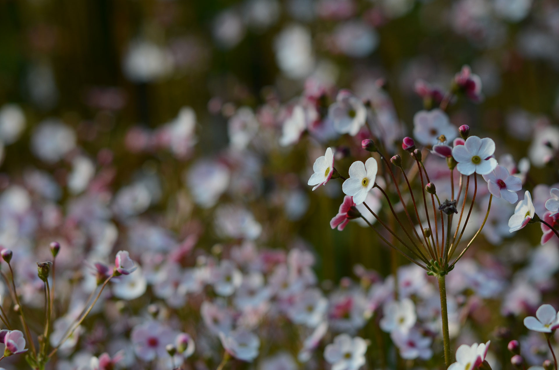 Flore Alpe